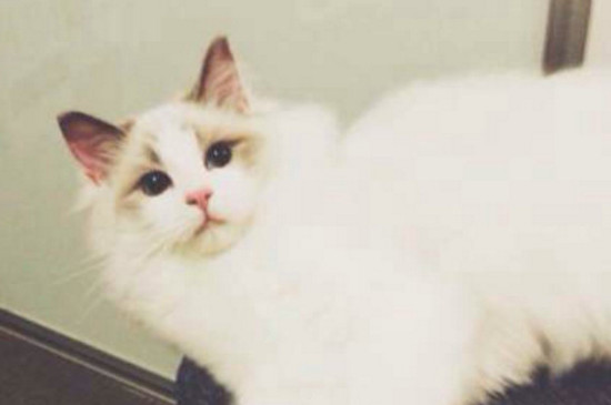 猫咪身上为什么那么香 为什么猫咪的味道好闻
