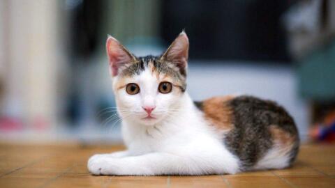 猫咪老年痴呆的症状 猫怎么诊断老年痴呆症 喵萌网 猫咪老年痴呆的症状 猫怎么诊断老年痴呆症 喵萌网