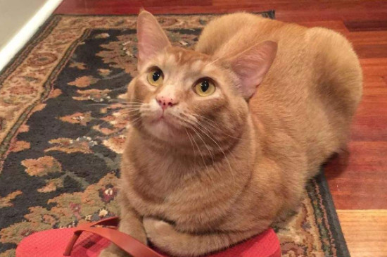 猫为什么喜欢主人的鞋 猫咪喜欢闻鞋子是怎么回事 喵萌网 猫为什么喜欢主人的鞋 猫咪喜欢闻鞋子是怎么回事 喵萌网