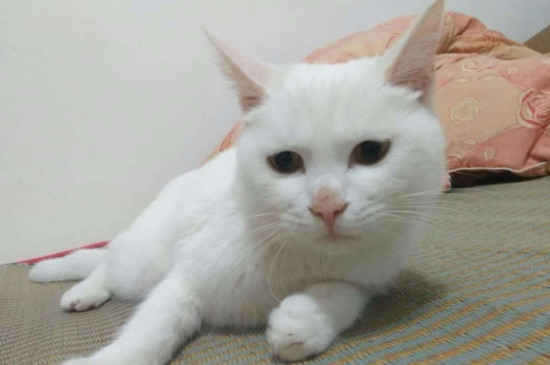 猫为什么喜欢主人的鞋 猫咪喜欢闻鞋子是怎么回事 猫为什么喜欢主人的鞋 猫咪喜欢闻鞋子是怎么回事