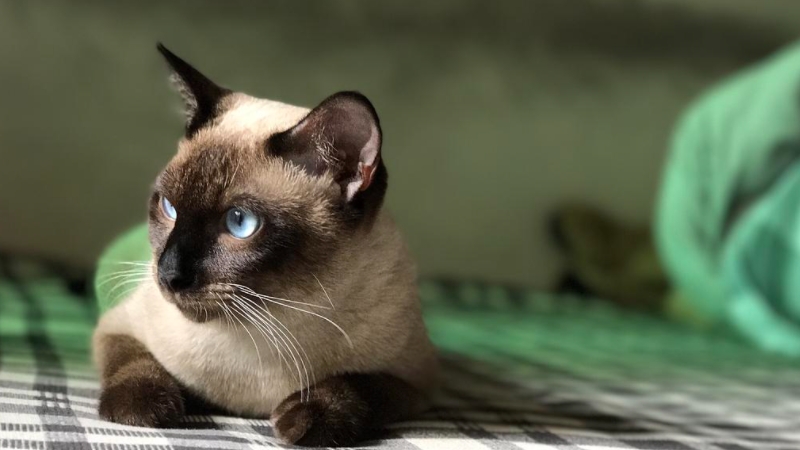 猫咪老年痴呆的症状 猫怎么诊断老年痴呆症 喵萌网 猫咪老年痴呆的症状 猫怎么诊断老年痴呆症 喵萌网