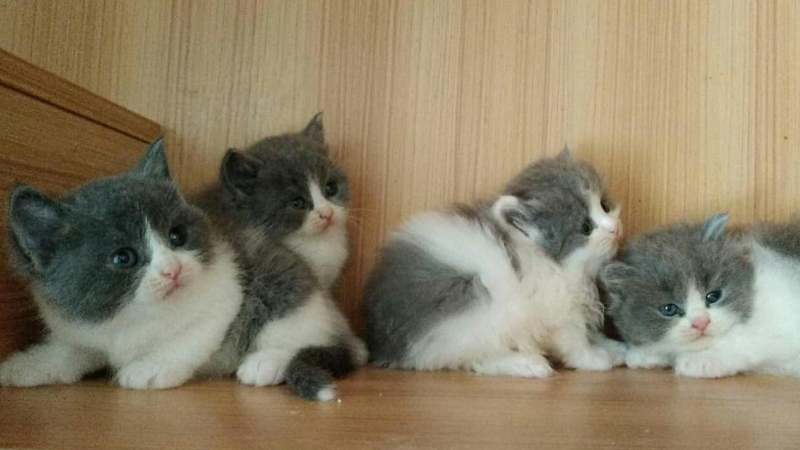 猫咪老年痴呆的症状 猫怎么诊断老年痴呆症 喵萌网 猫咪老年痴呆的症状 猫怎么诊断老年痴呆症 喵萌网