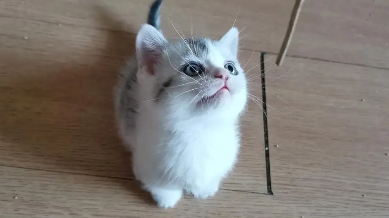 62+ 图片 猫 新的 34 迷你猫品种有哪些,这三种是永远长不大的小奶猫— 喵萌网